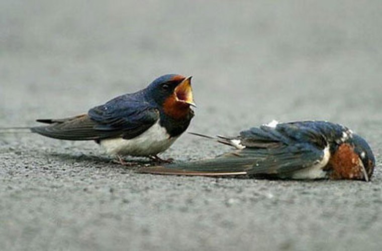 Giải m&atilde; giấc mơ thấy động vật